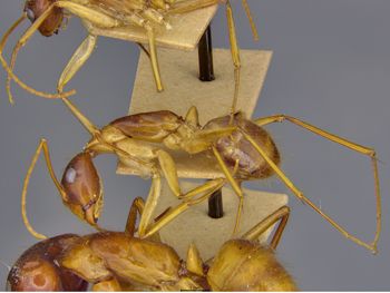 Media type: image;   Entomology 21468 Description: Specimen documentation photo of habitus lateral viewfrom specimen MCZ:Ent:21468, captured on2025-06-13;  Aspect: habitus lateral view